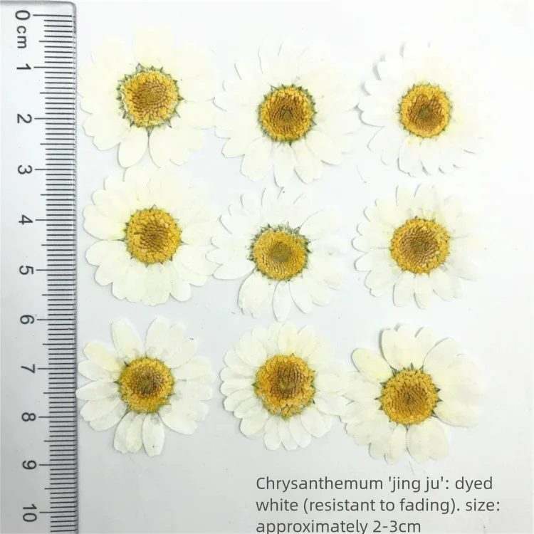100 шт. окрашенных лепестков х – обзор и цена Dried Flower Bookmark