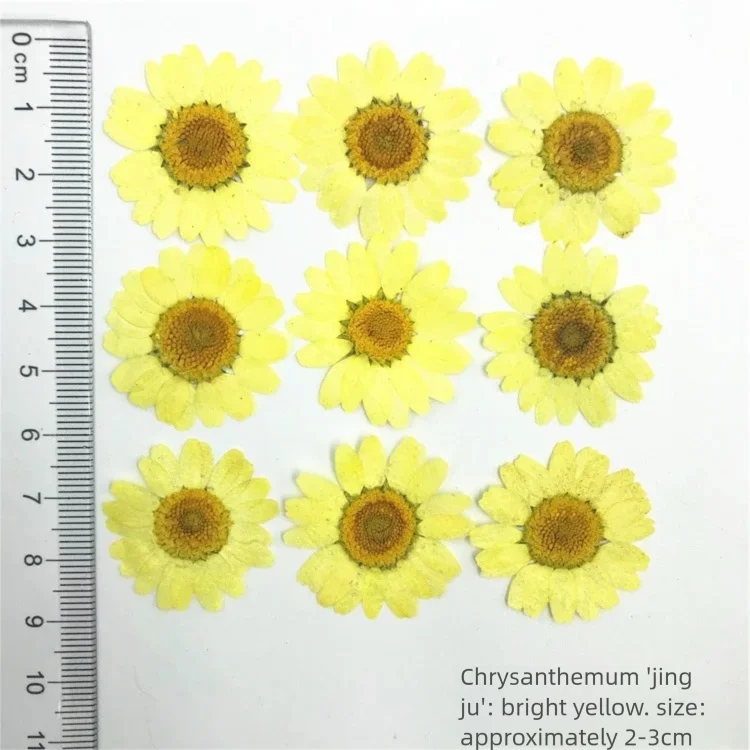 100 шт. окрашенных лепестков х – обзор и цена Dried Flower Bookmark