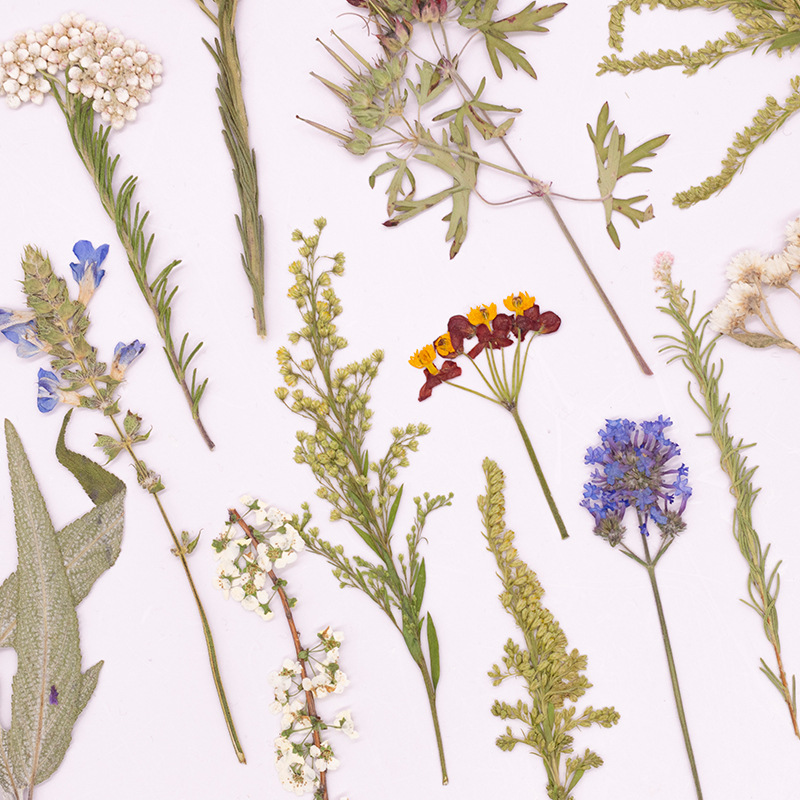 500 шт. в большой упаковке: пр – обзор и цена Dried Flower Bookmark