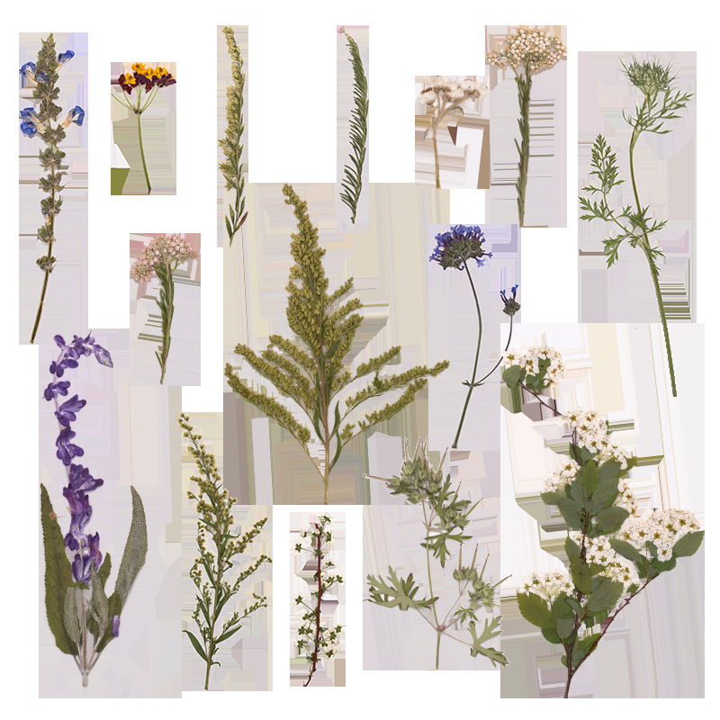 500 шт. в большой упаковке: пр – обзор и цена Dried Flower Bookmark