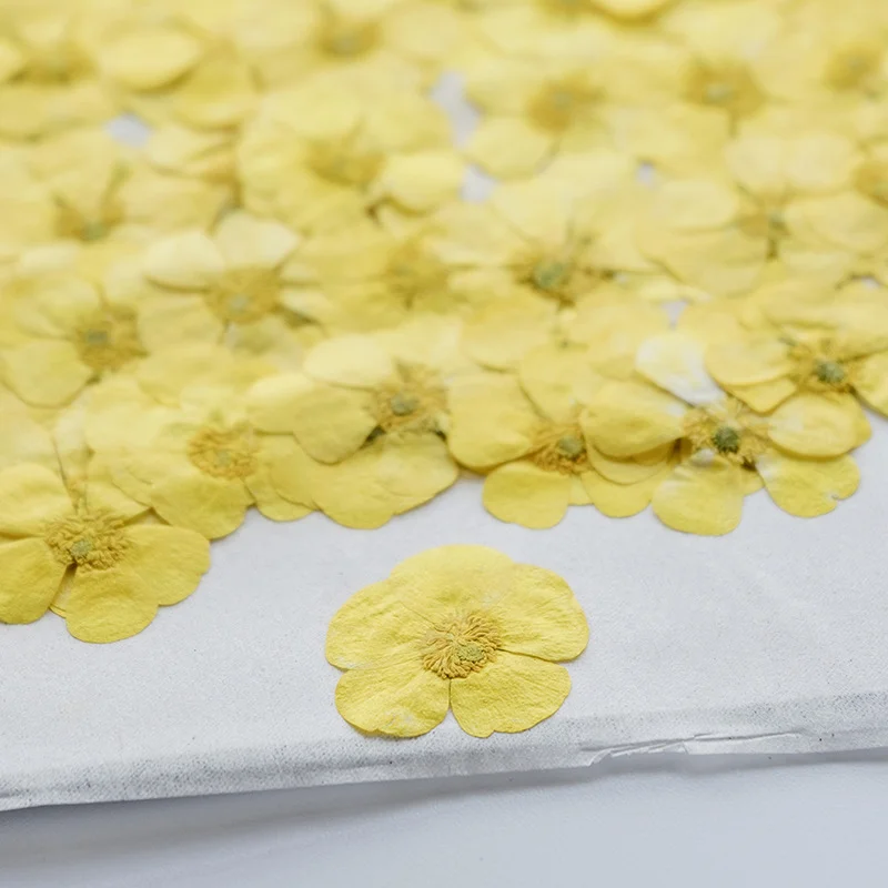 100 шт. сухоцветов ранункулюса – обзор и цена Dried Flower Bookmark